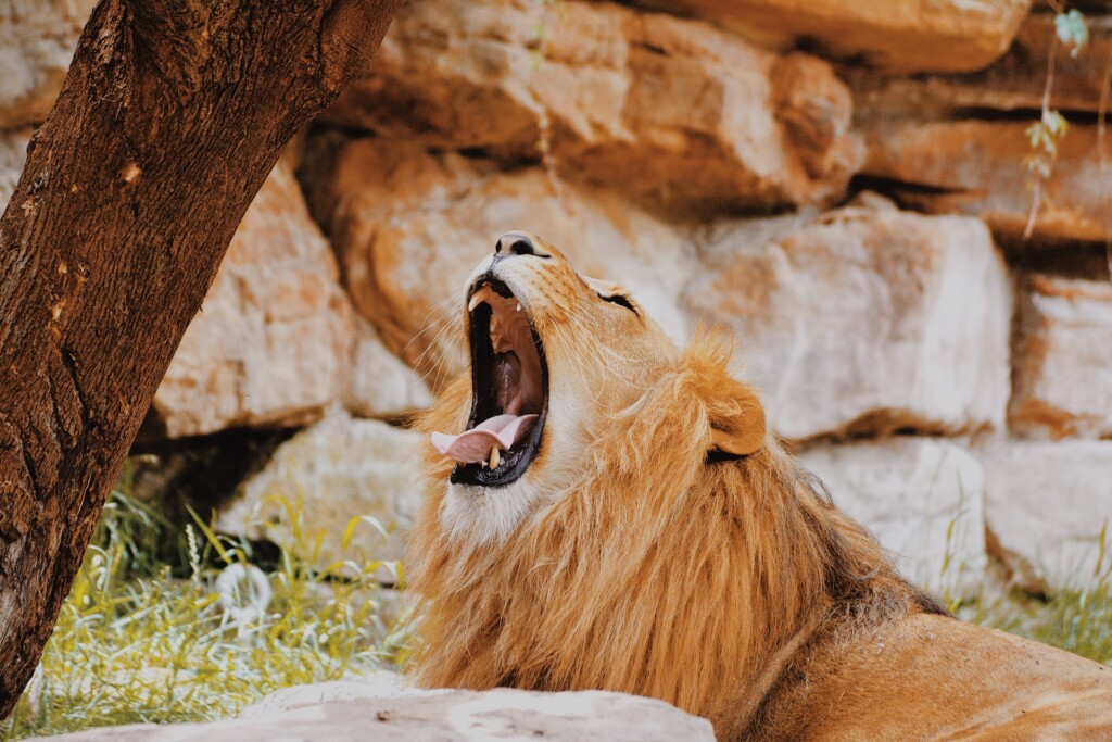 lion at the Denver zoo