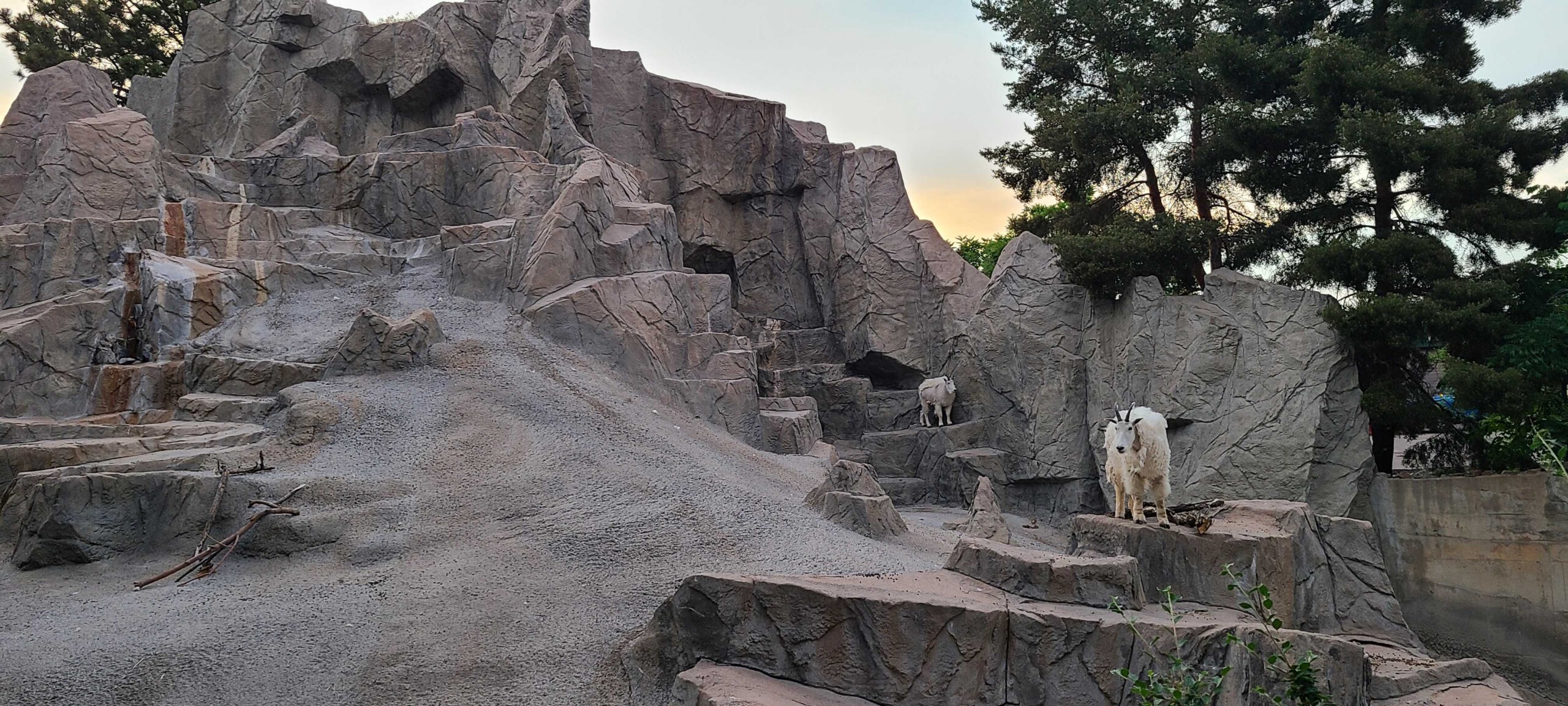 Sheep at the denver zoo