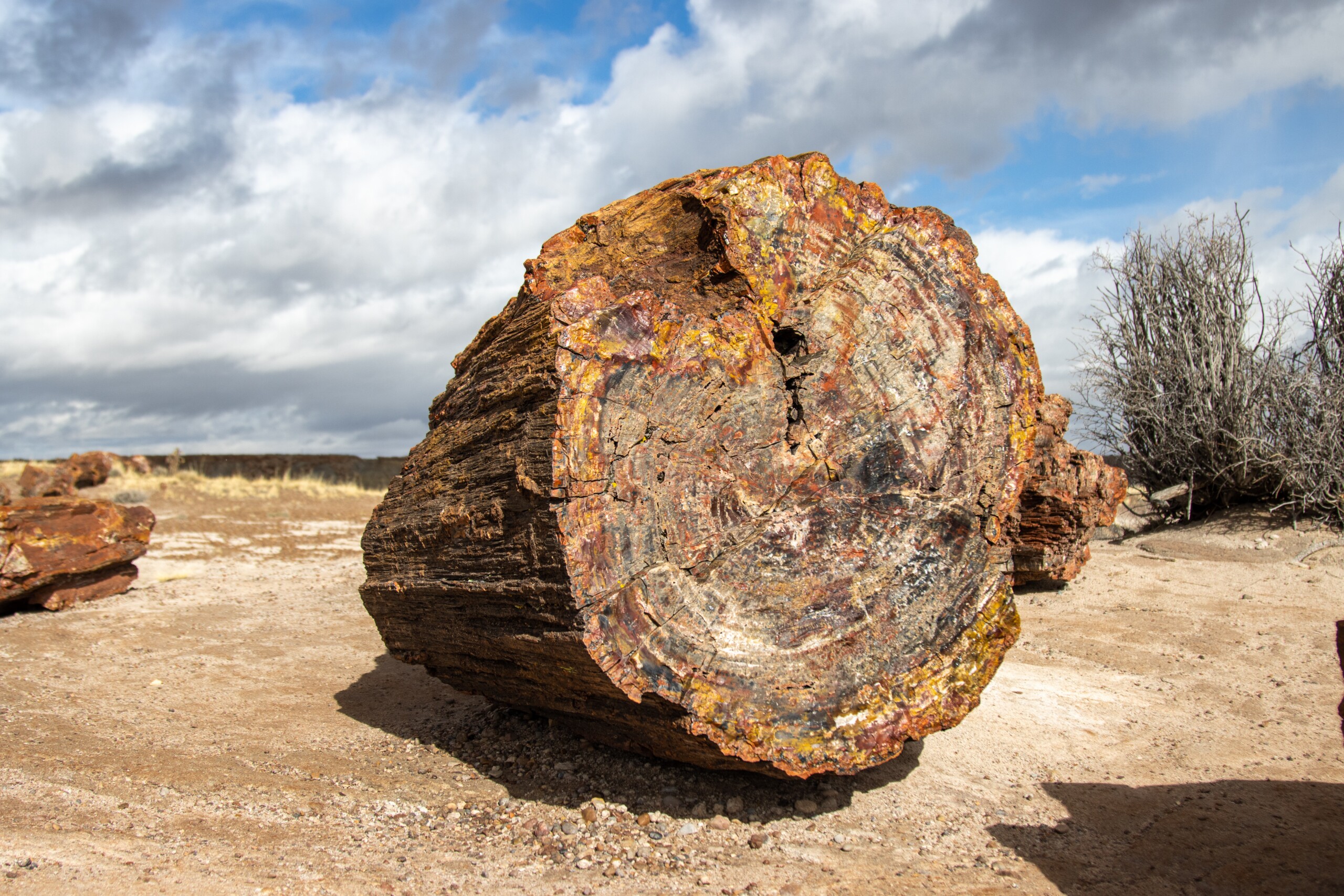Petrified Forest National Park