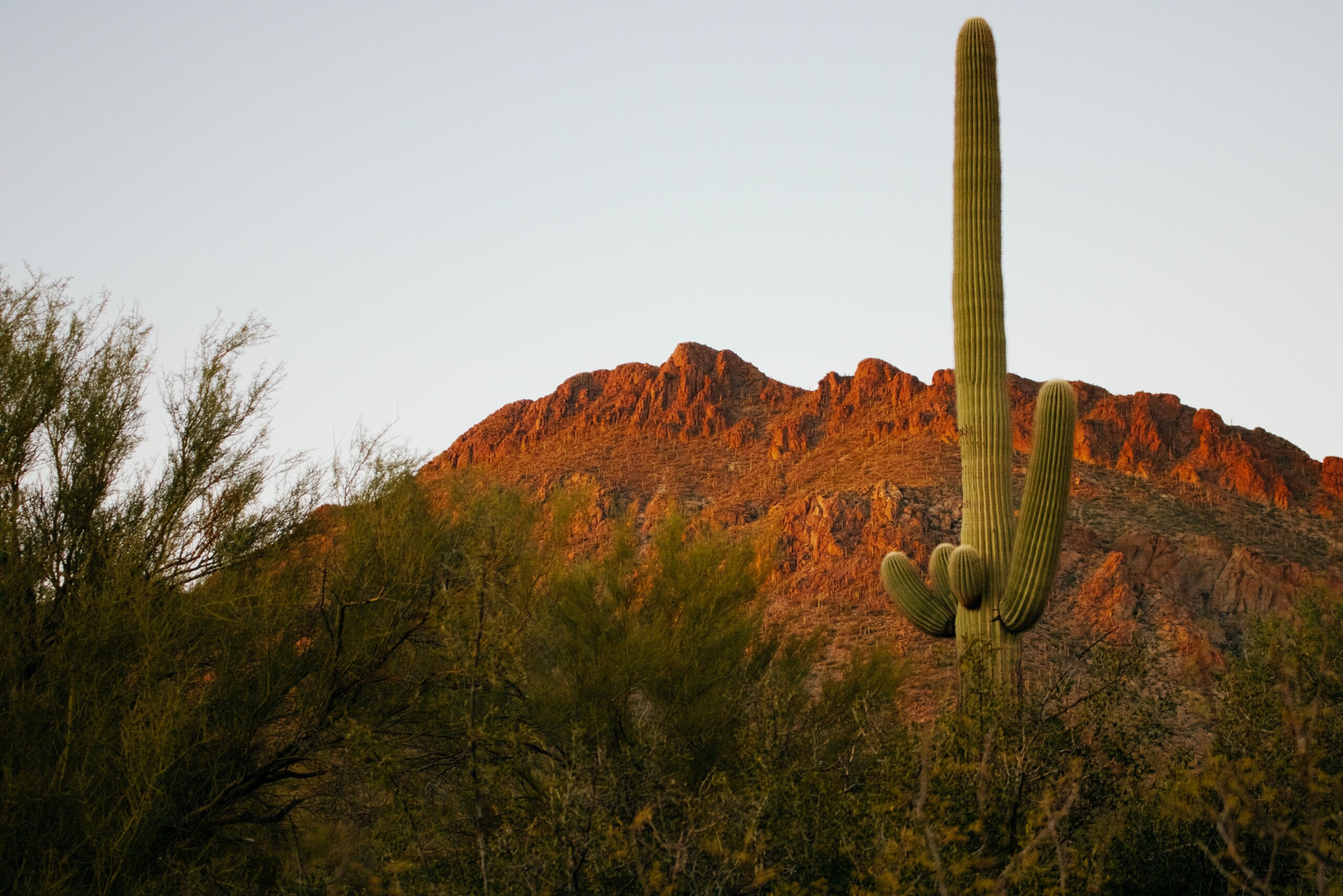Saguaro National Park