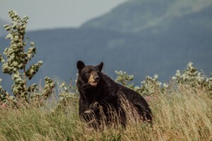 black bear in field